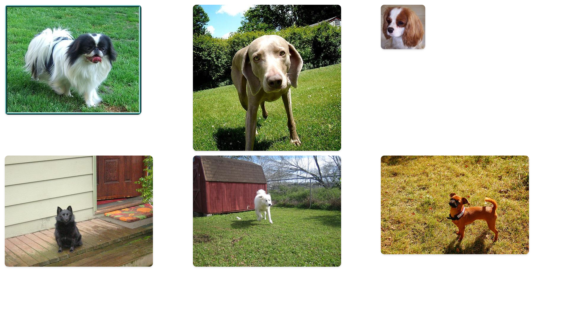 dogs